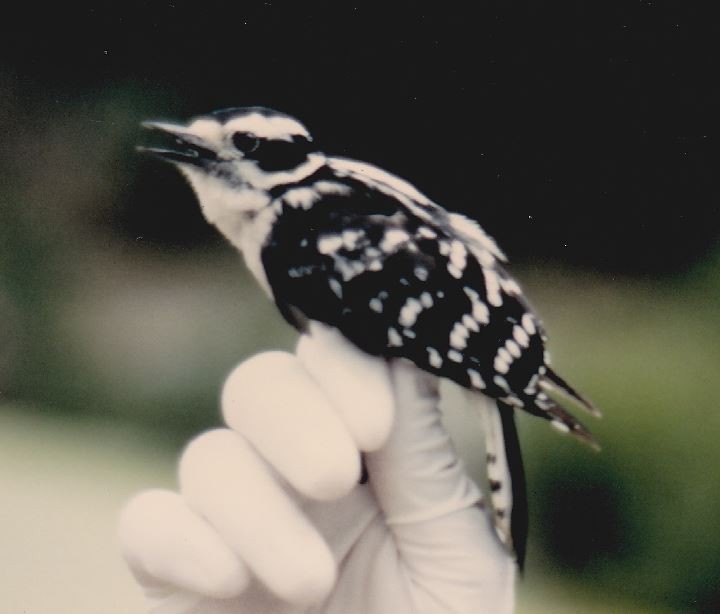 Downy Woodpecker - ML49224821