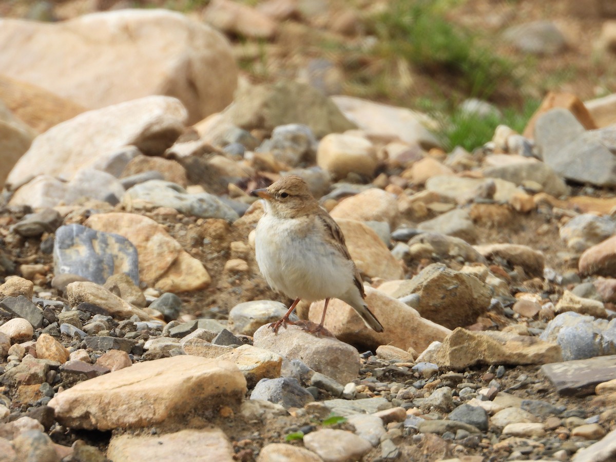 Hume's Lark - ML492250321