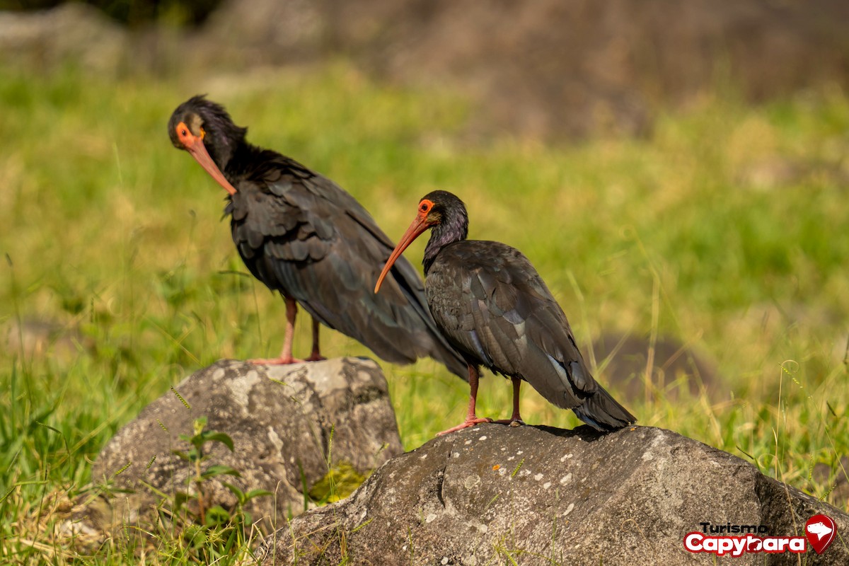 Sharp-tailed Ibis - ML492251771