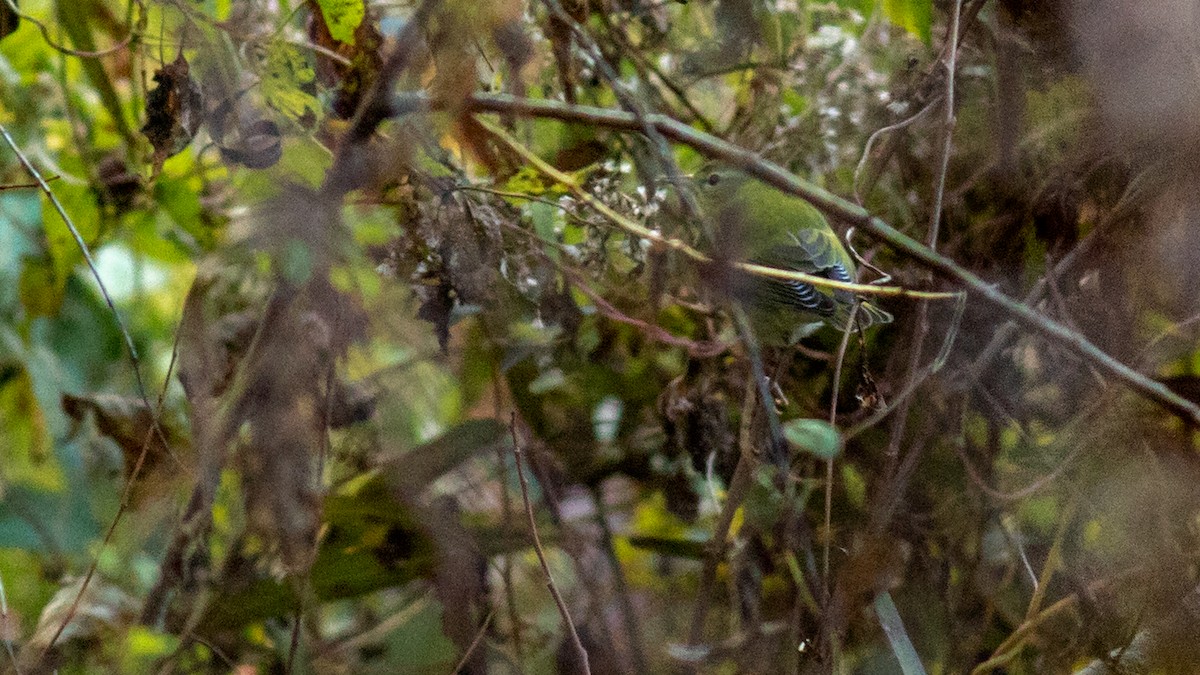 møllparula - ML492252741