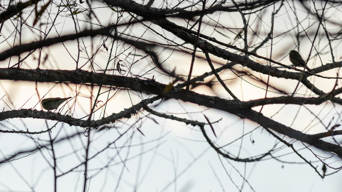 møllparula - ML492252771