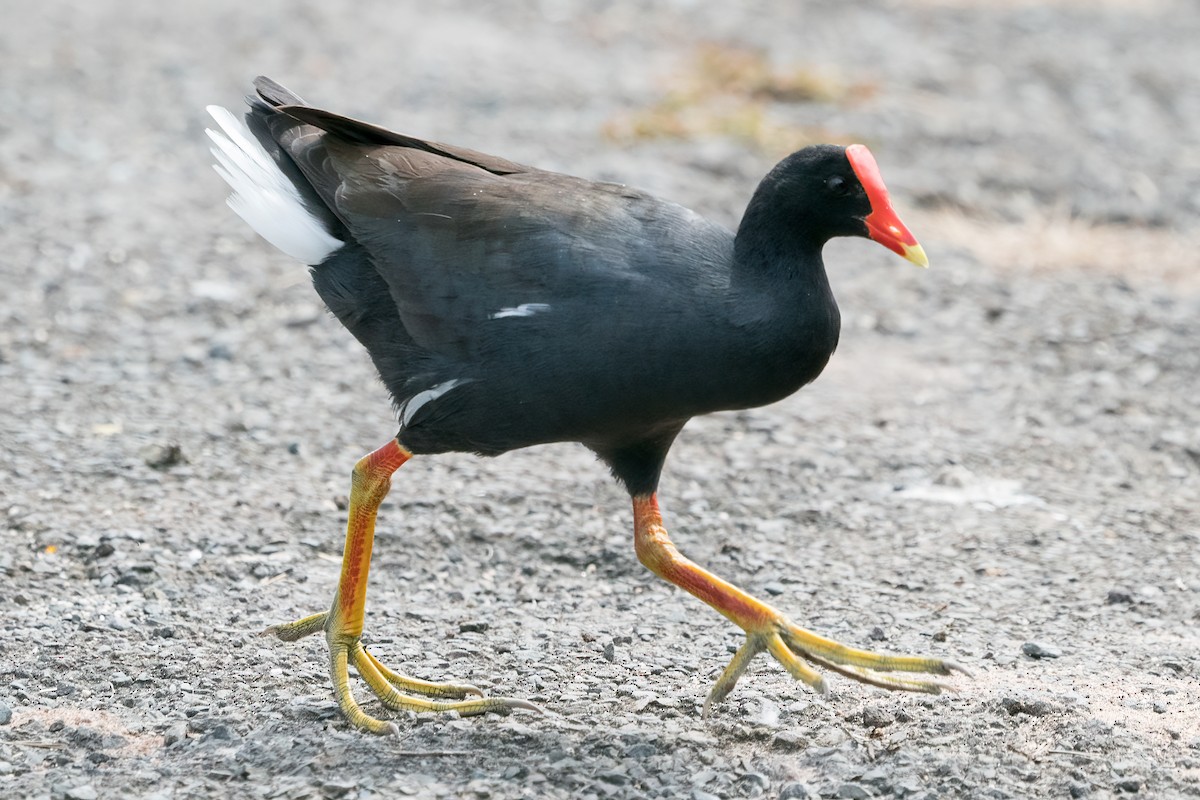 Common Gallinule (Hawaiian) - ML492253821