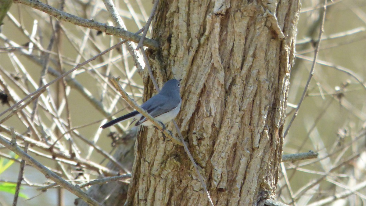 Blue-gray Gnatcatcher - Rustom Jamadar