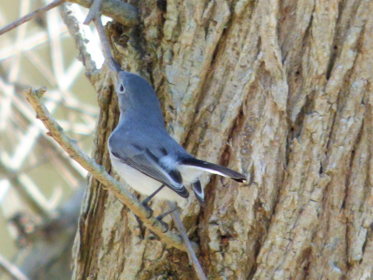 Blue-gray Gnatcatcher - ML492254911