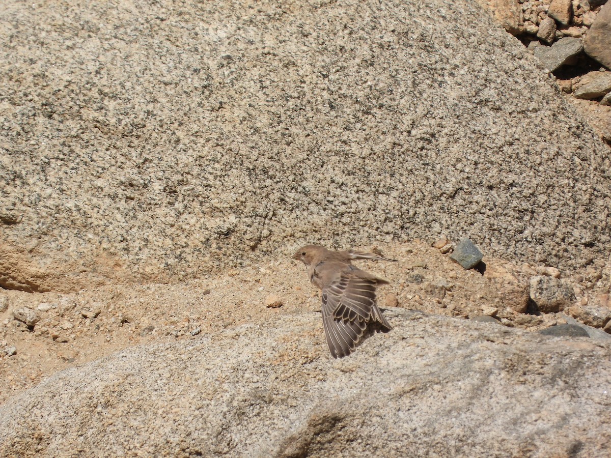 Mongolian Finch - ML492257011