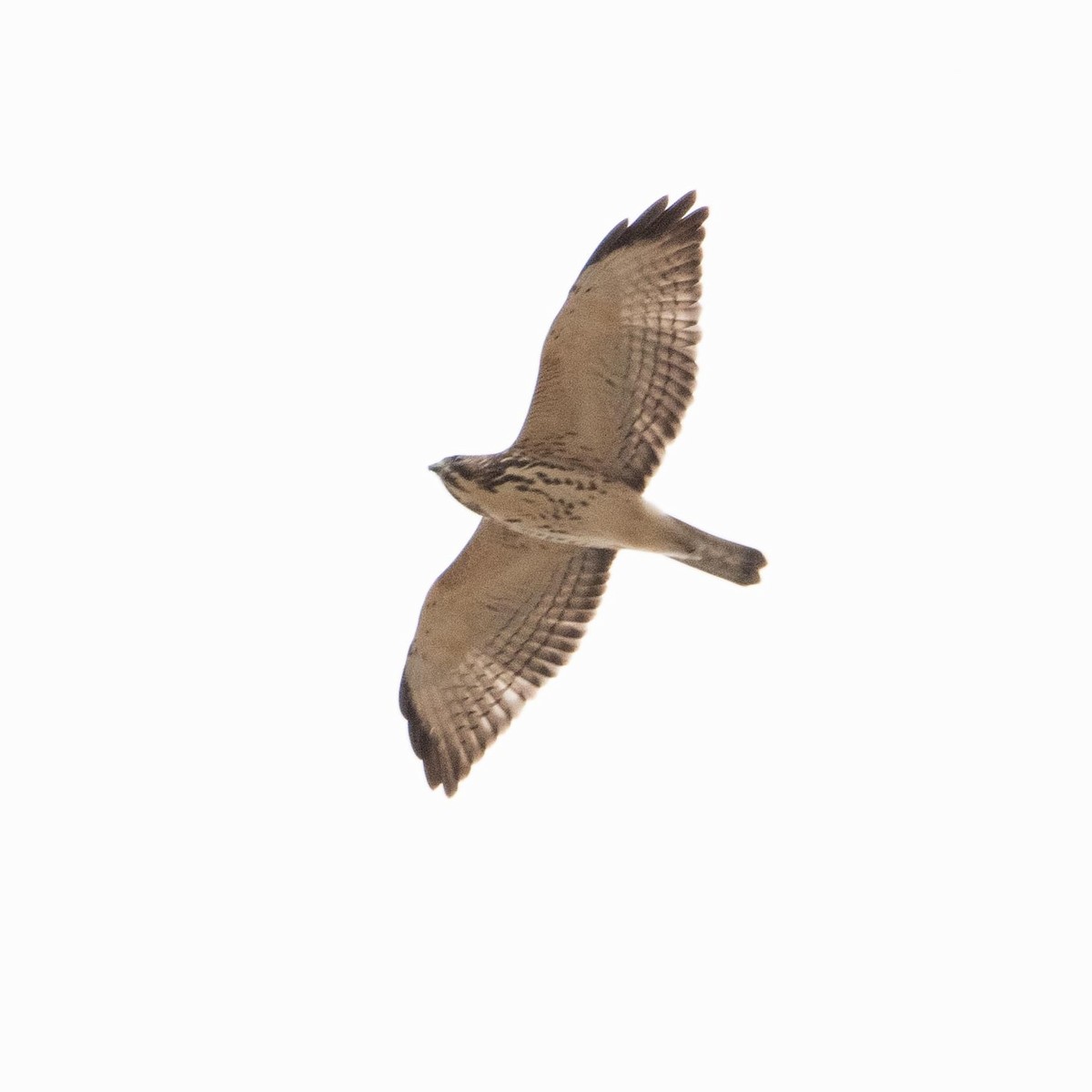 Broad-winged Hawk - ML492257481