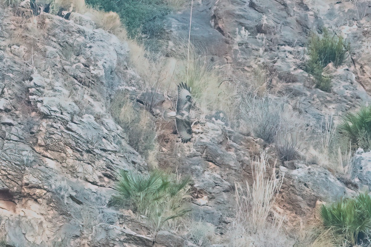 káně lesní - ML492257921