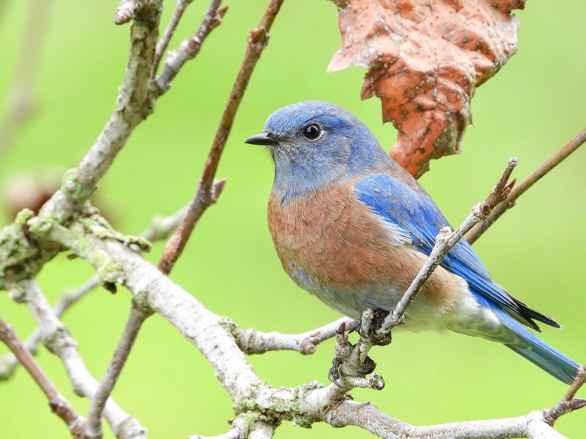 Western Bluebird - ML492257951