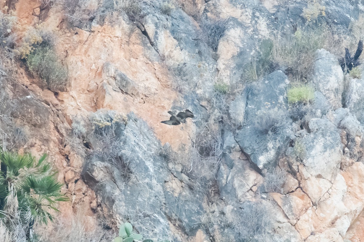 káně lesní - ML492257961