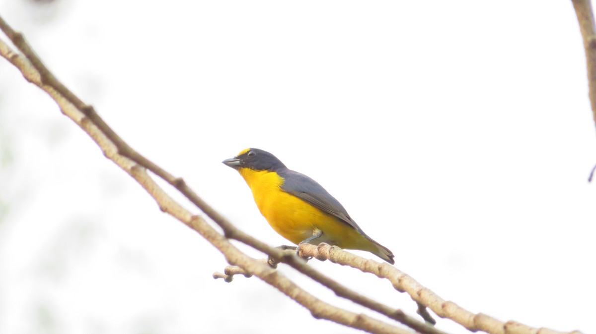 Yellow-throated Euphonia - ML492258211