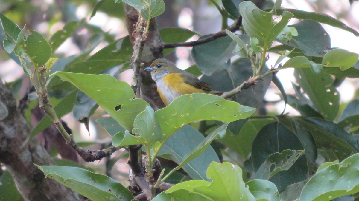 Yellow-throated Euphonia - ML492258221