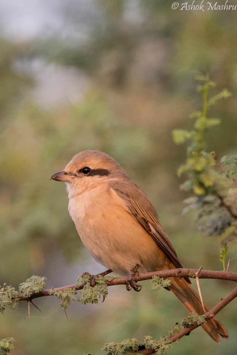 Isabelline Shrike - ML492258741