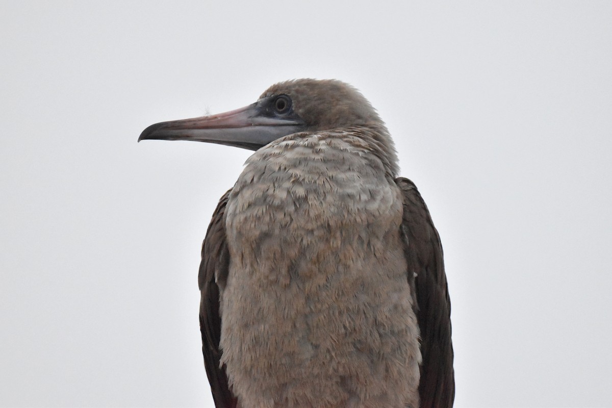 Fou à pieds rouges - ML492258801