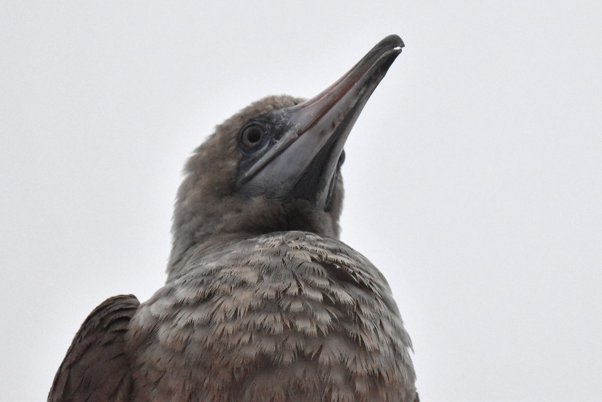 Red-footed Booby - ML492258821