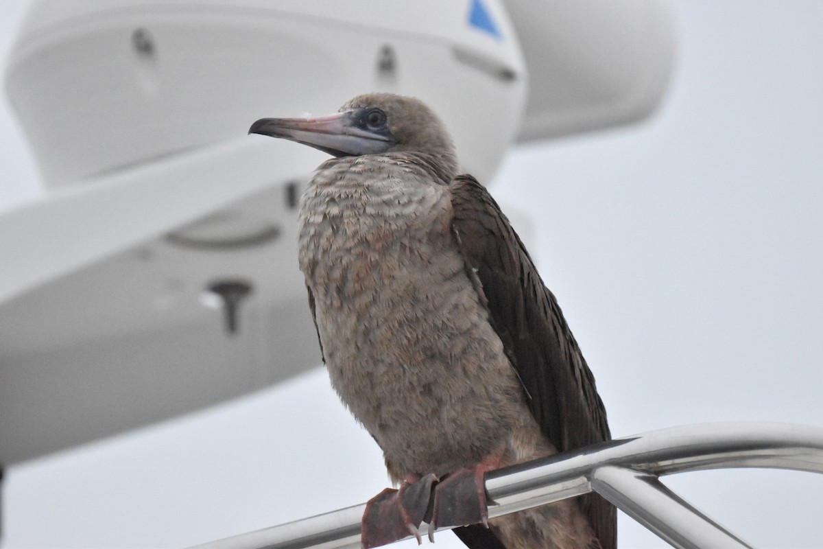 Red-footed Booby - ML492258831