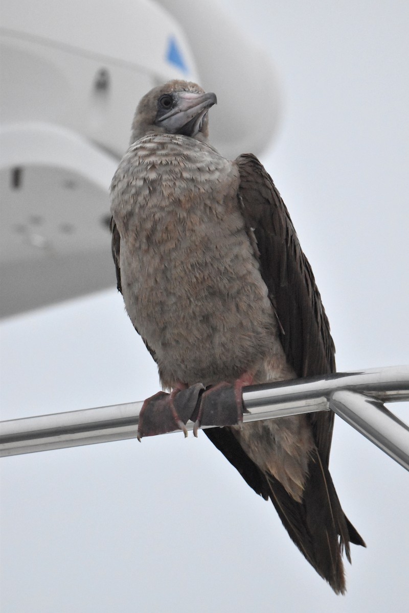 Red-footed Booby - ML492258841