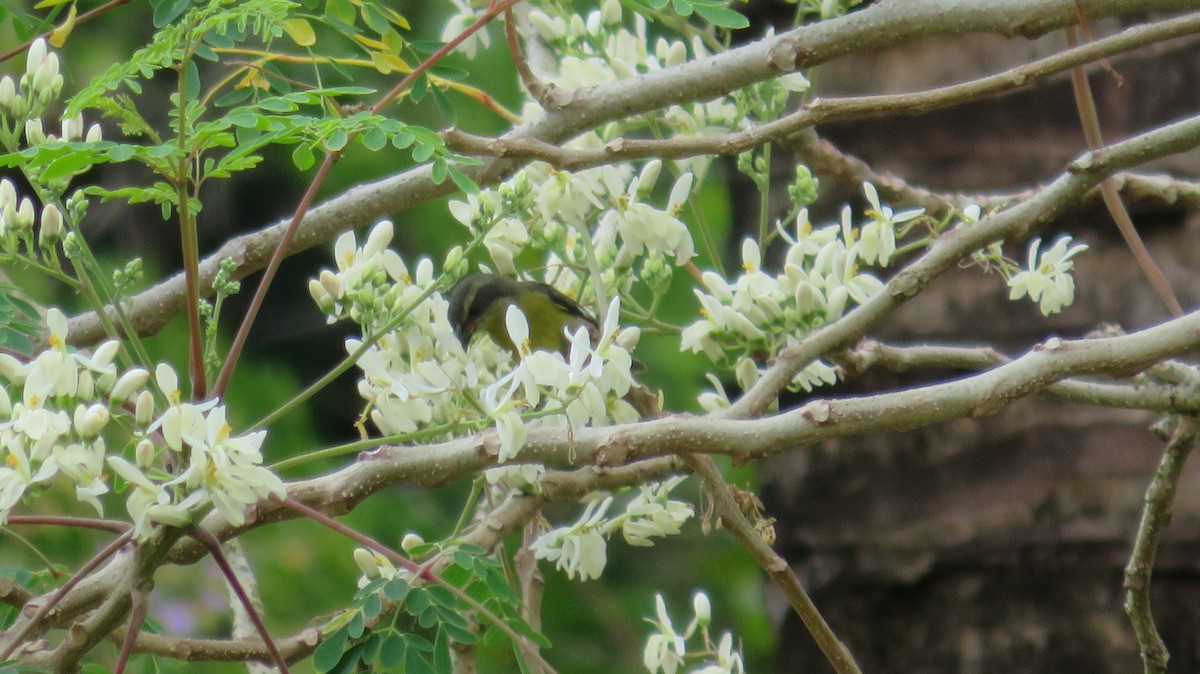 Bananaquit - ML492259831
