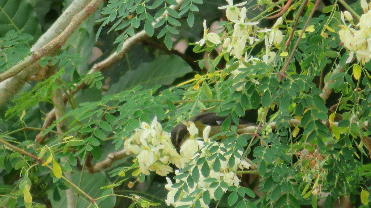 Bananaquit - ML492259841