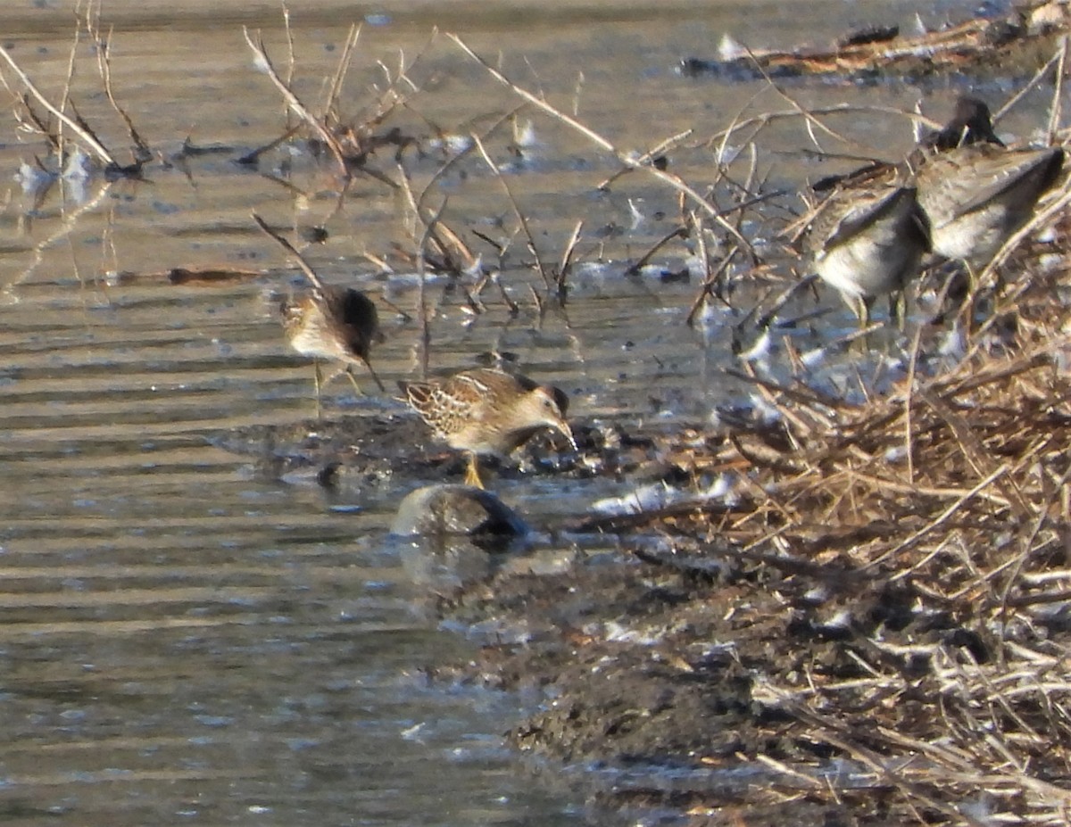 Pectoral Sandpiper - ML492259971