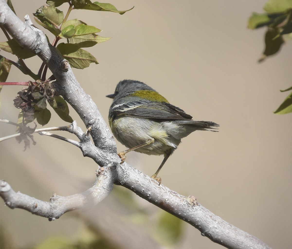 Northern Parula - Annie Meyer