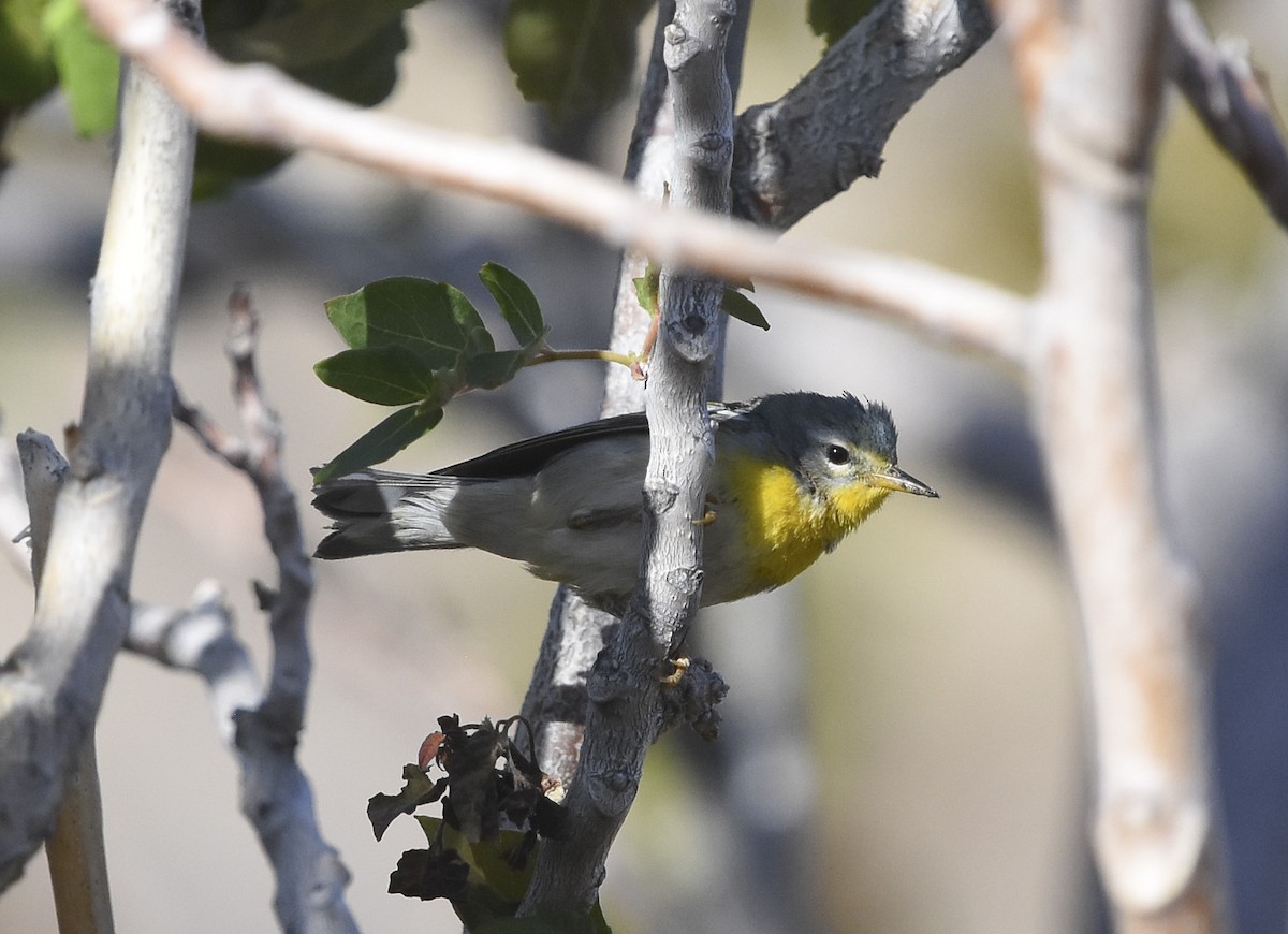 Northern Parula - Annie Meyer