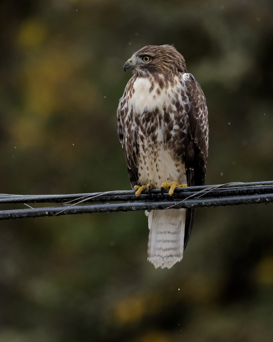Red-tailed Hawk - ML492261021
