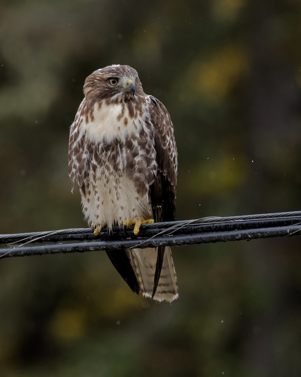 Red-tailed Hawk - ML492261031