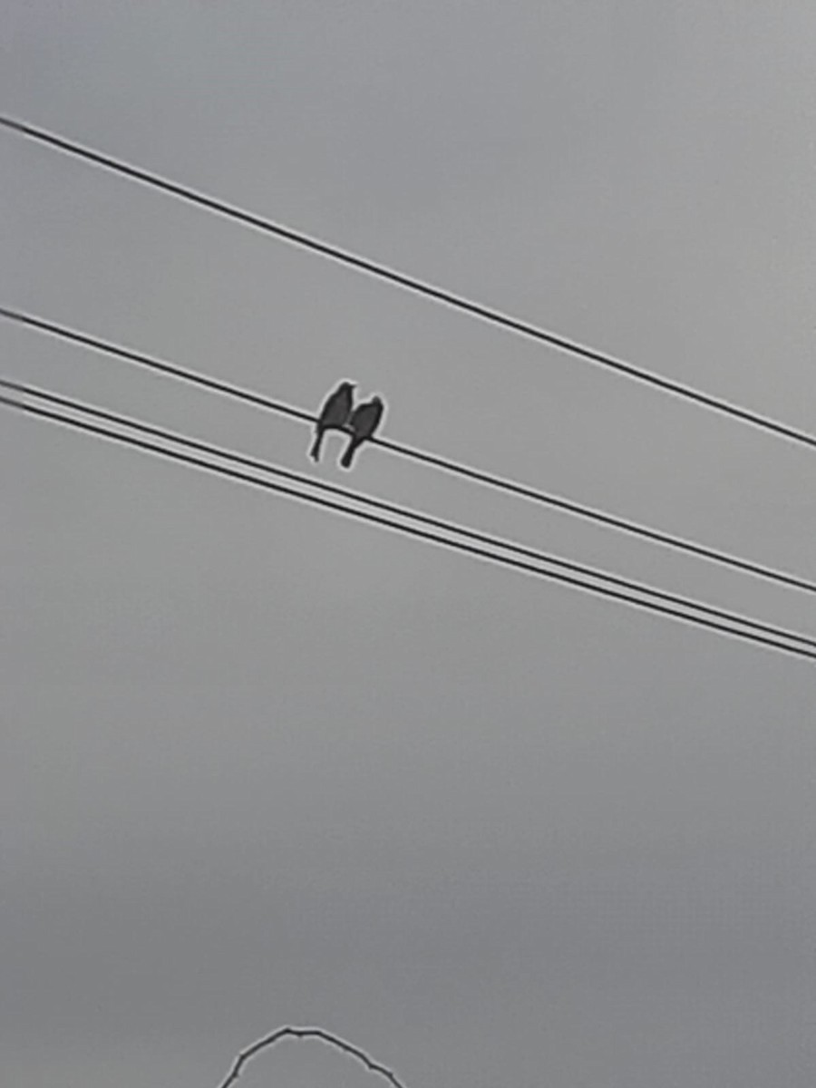 Red-vented Bulbul - ML492263811