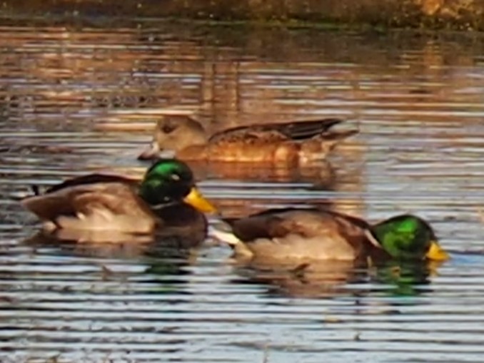 American Wigeon - ML492264061