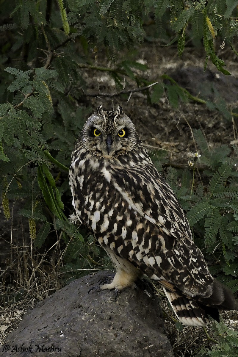 Short-eared Owl - ML492264341