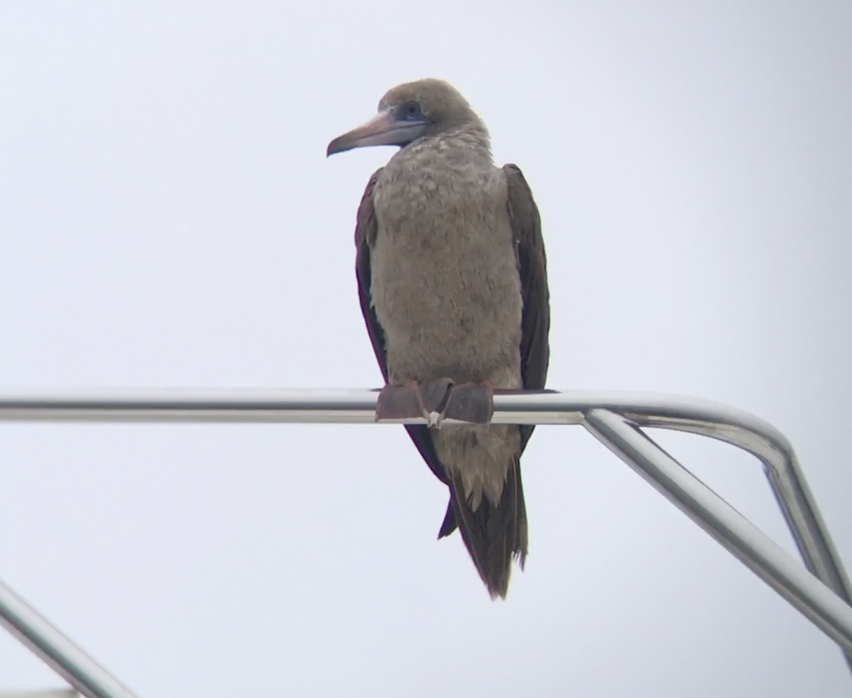 Red-footed Booby - ML492264451