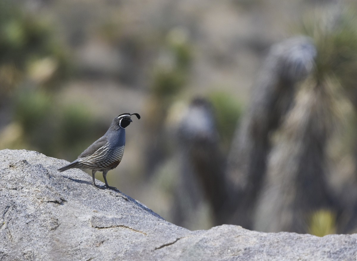 California Quail - ML492264601