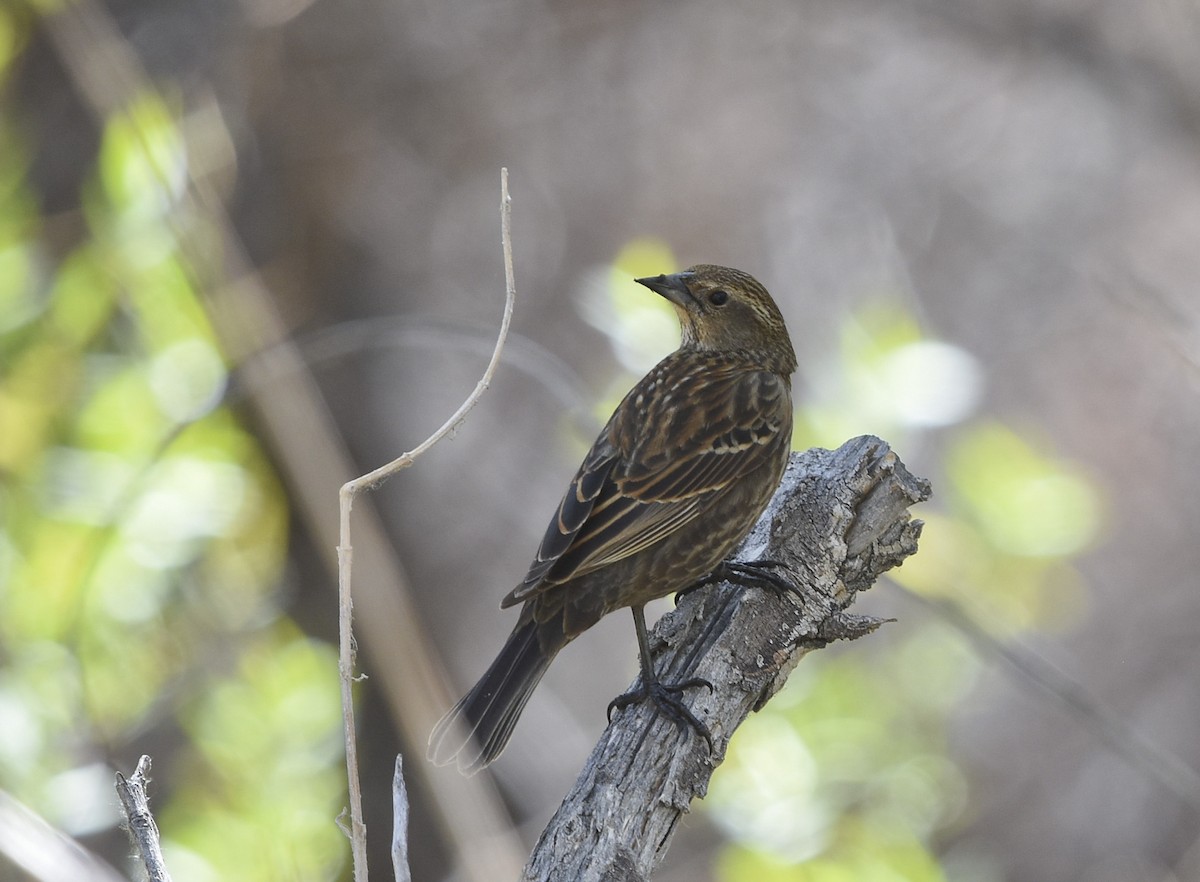 Red-winged Blackbird - ML492264741