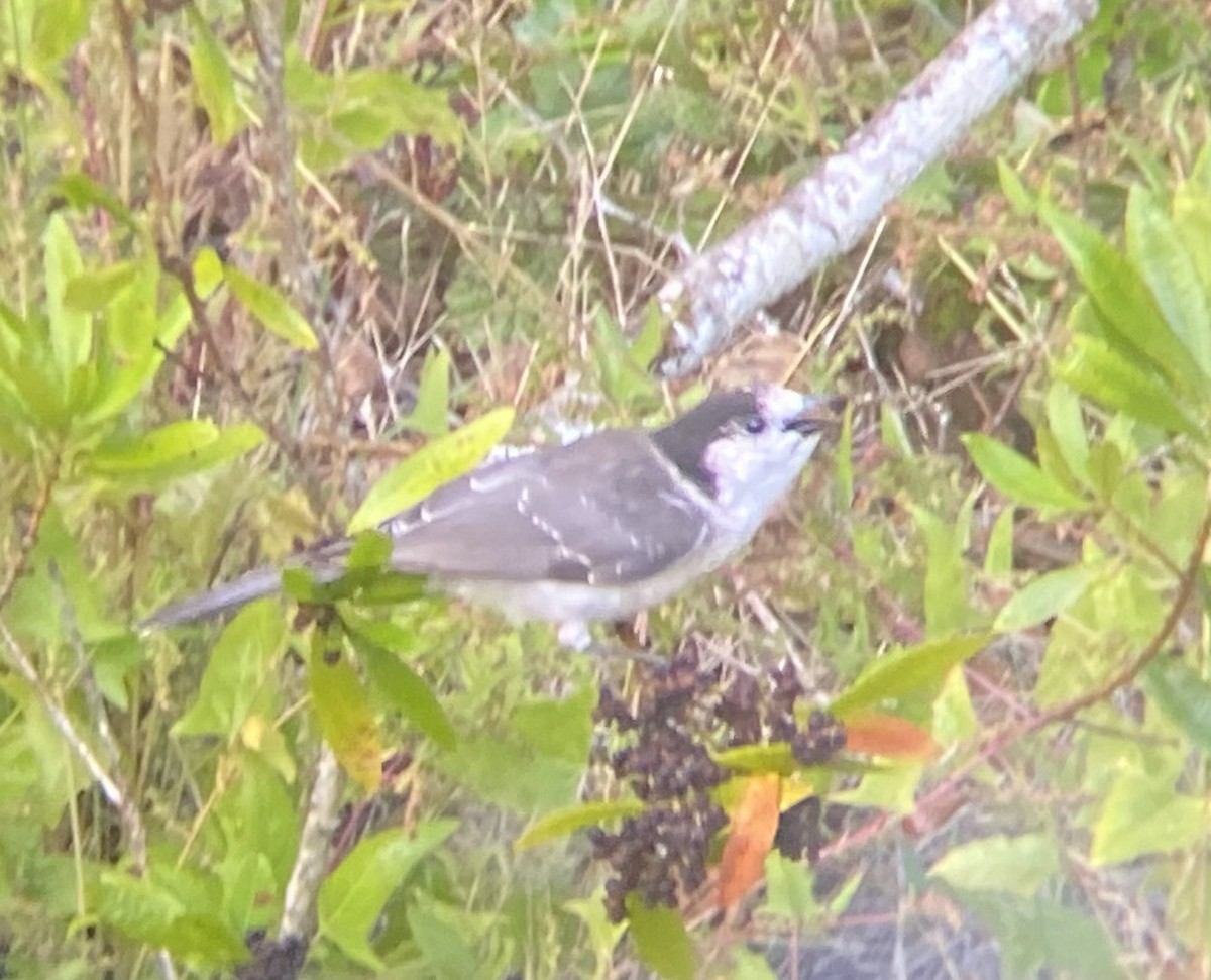 Canada Jay (Pacific) - ML492264771