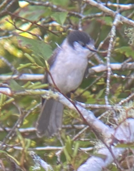 Canada Jay (Pacific) - ML492264781