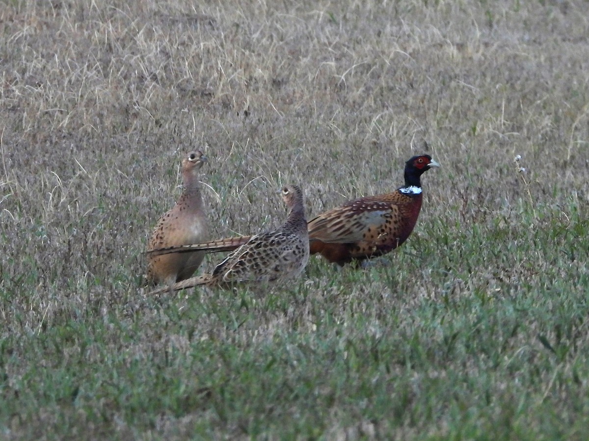 Ring-necked Pheasant - ML492264971