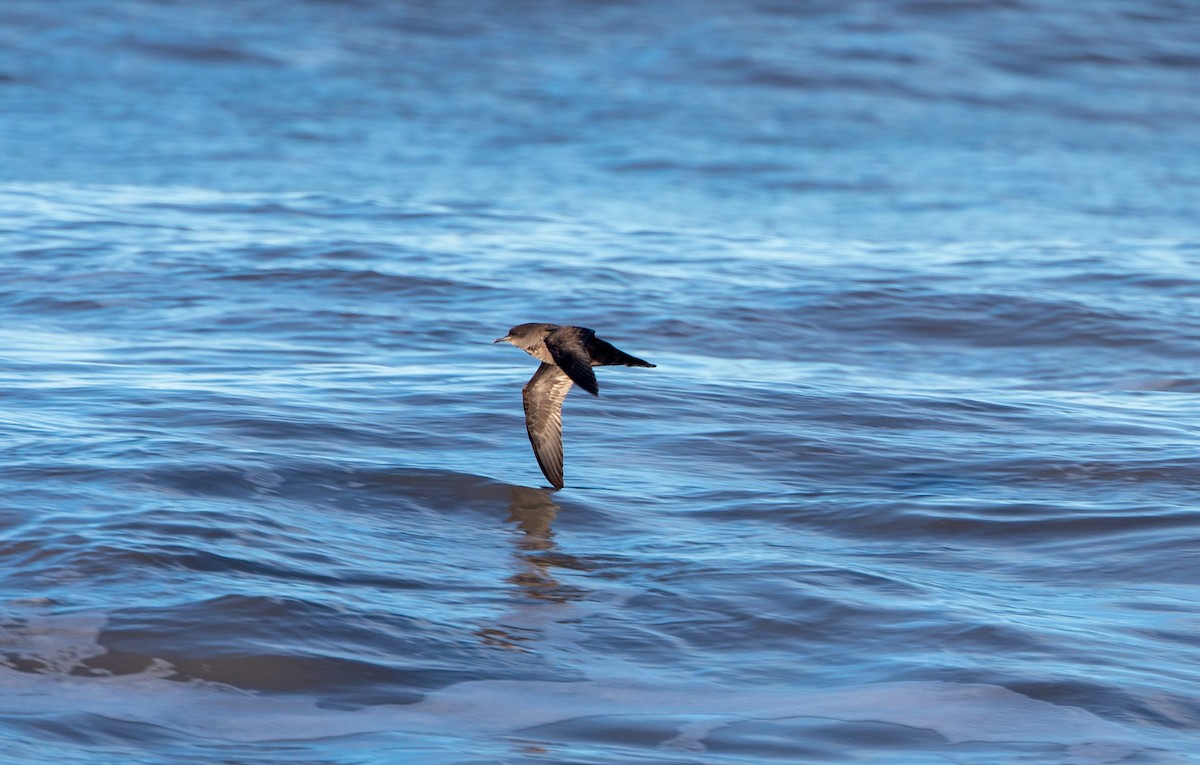 Short-tailed Shearwater - ML492267191