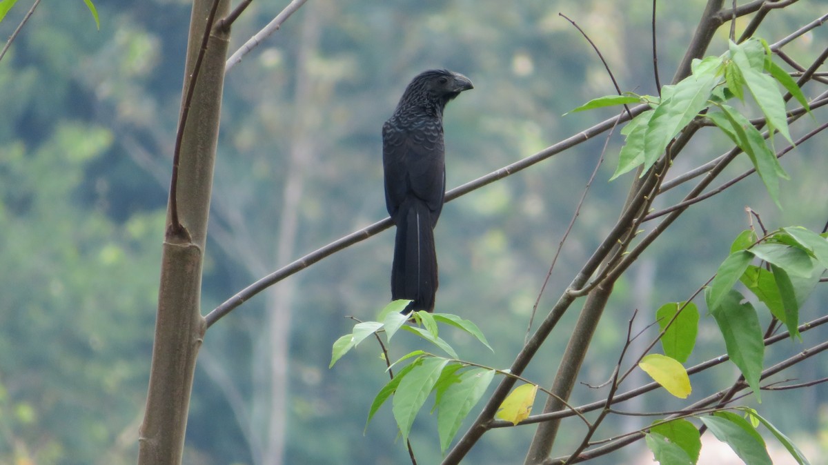 Groove-billed Ani - ML492268301