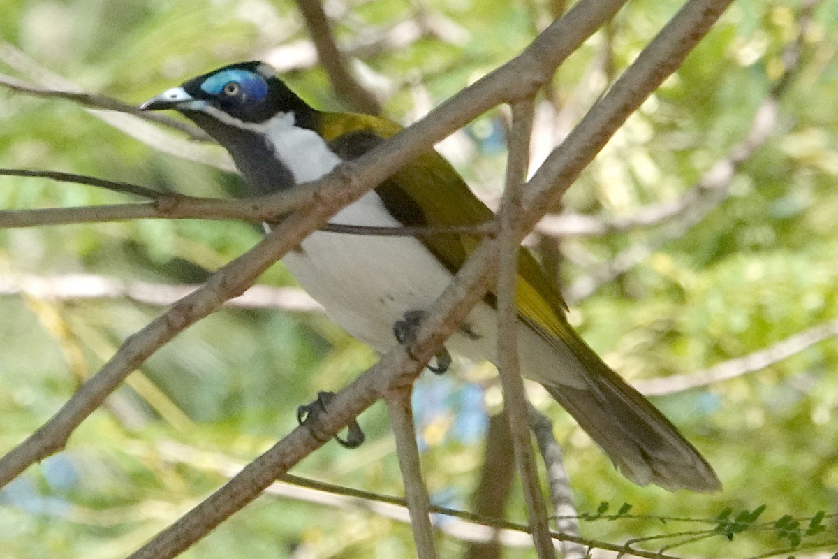 Blue-faced Honeyeater (Blue-faced) - ML492272081