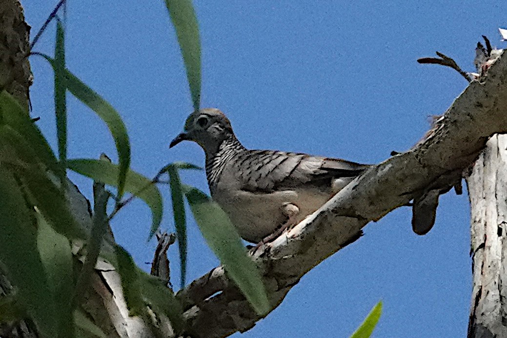 holoubek proužkokrký - ML492272501