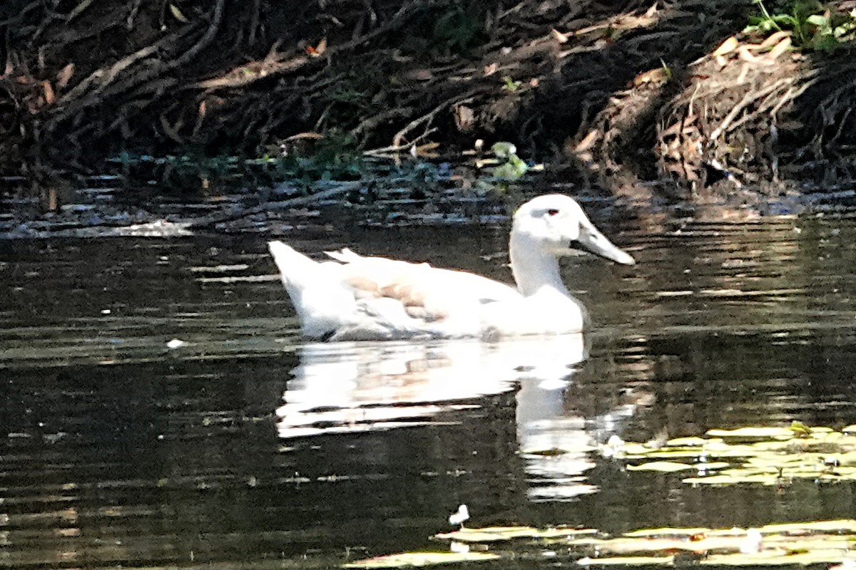 Mallard (Domestic type) - ML492272701