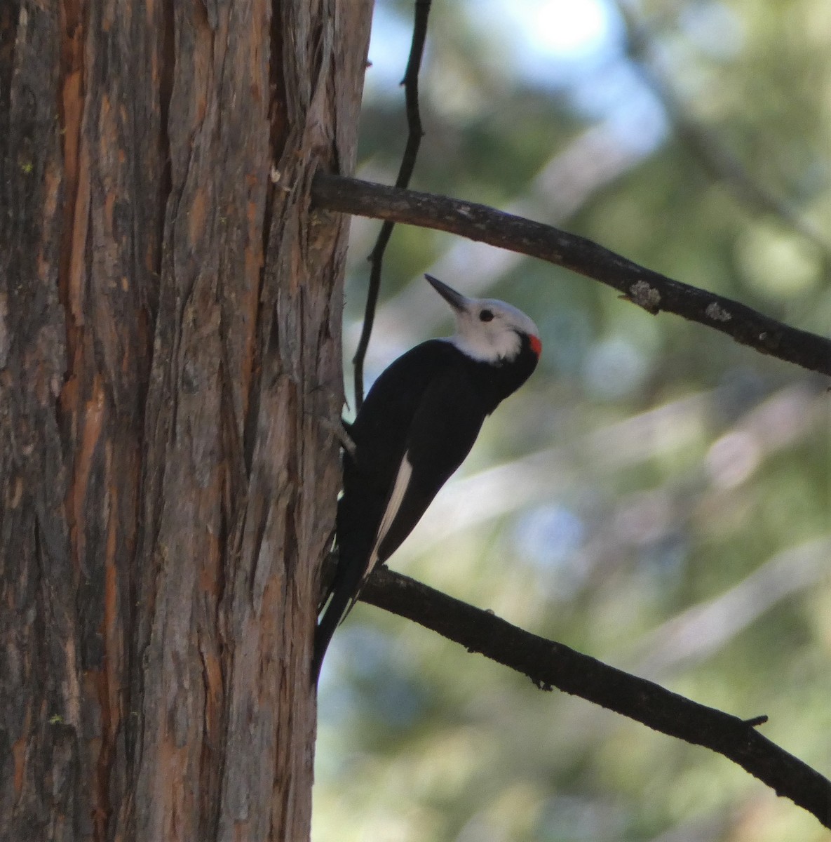 White-headed Woodpecker - ML492273091