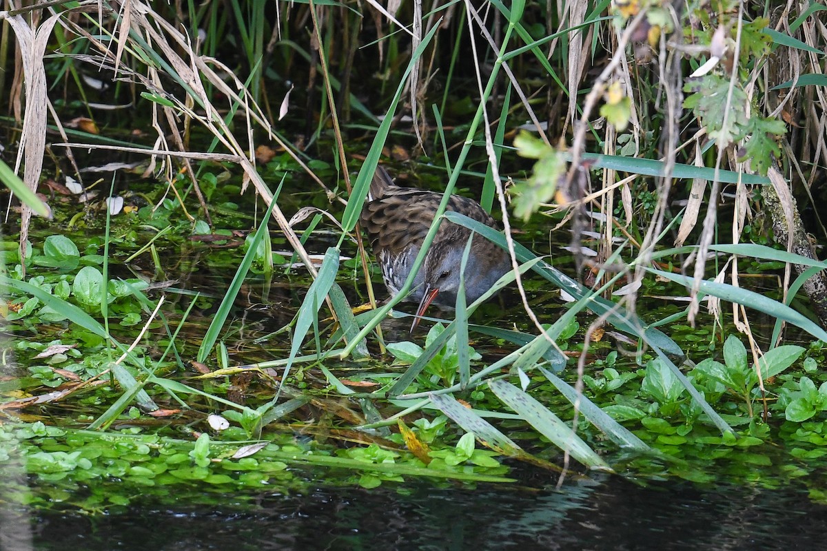 Water Rail - ML492273131