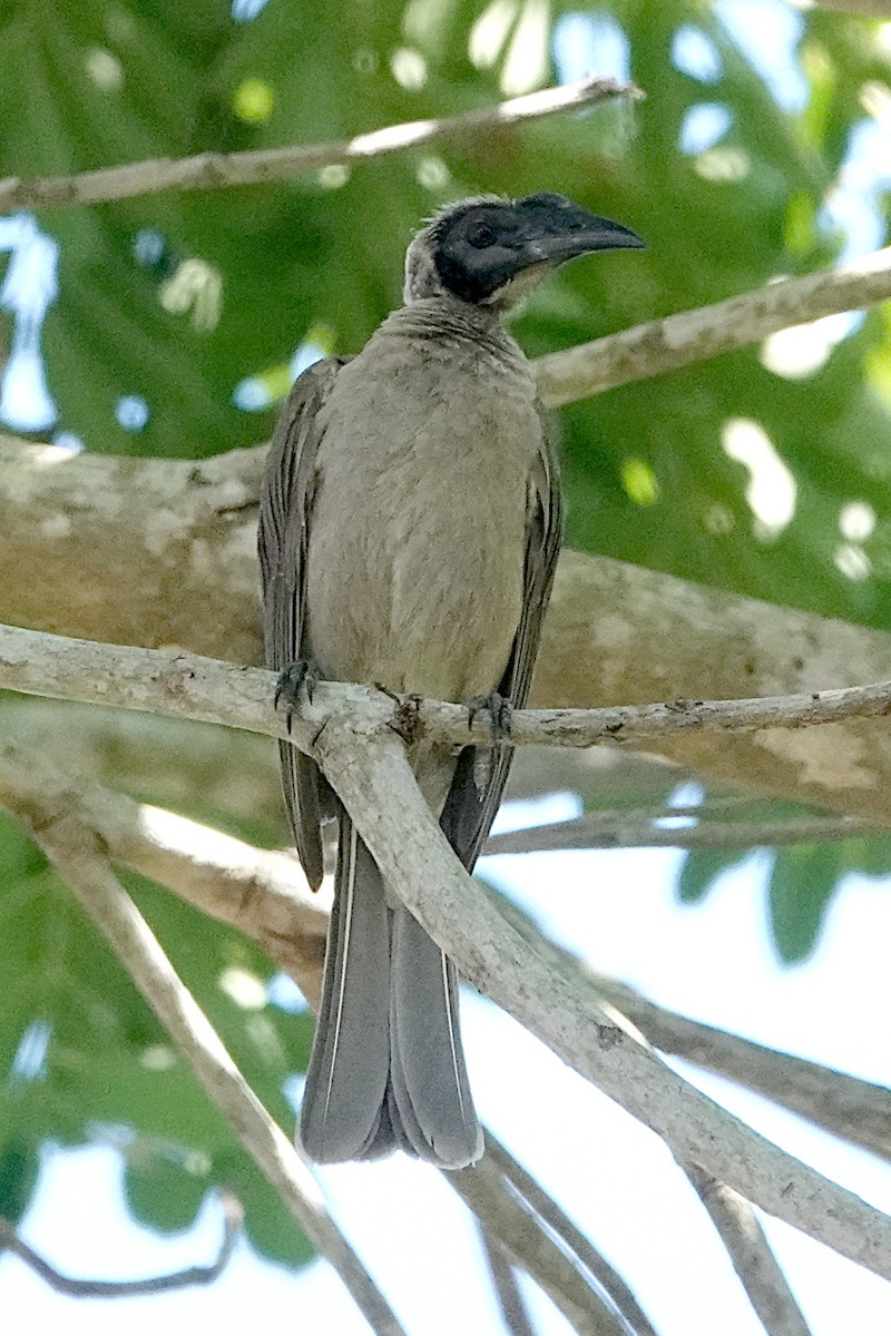 Helmeted Friarbird - ML492273271