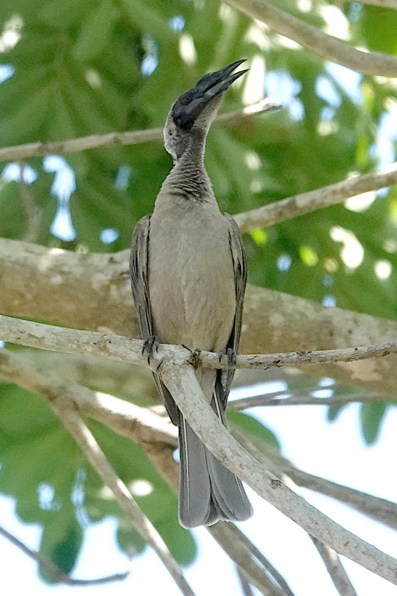 Helmeted Friarbird - ML492273281