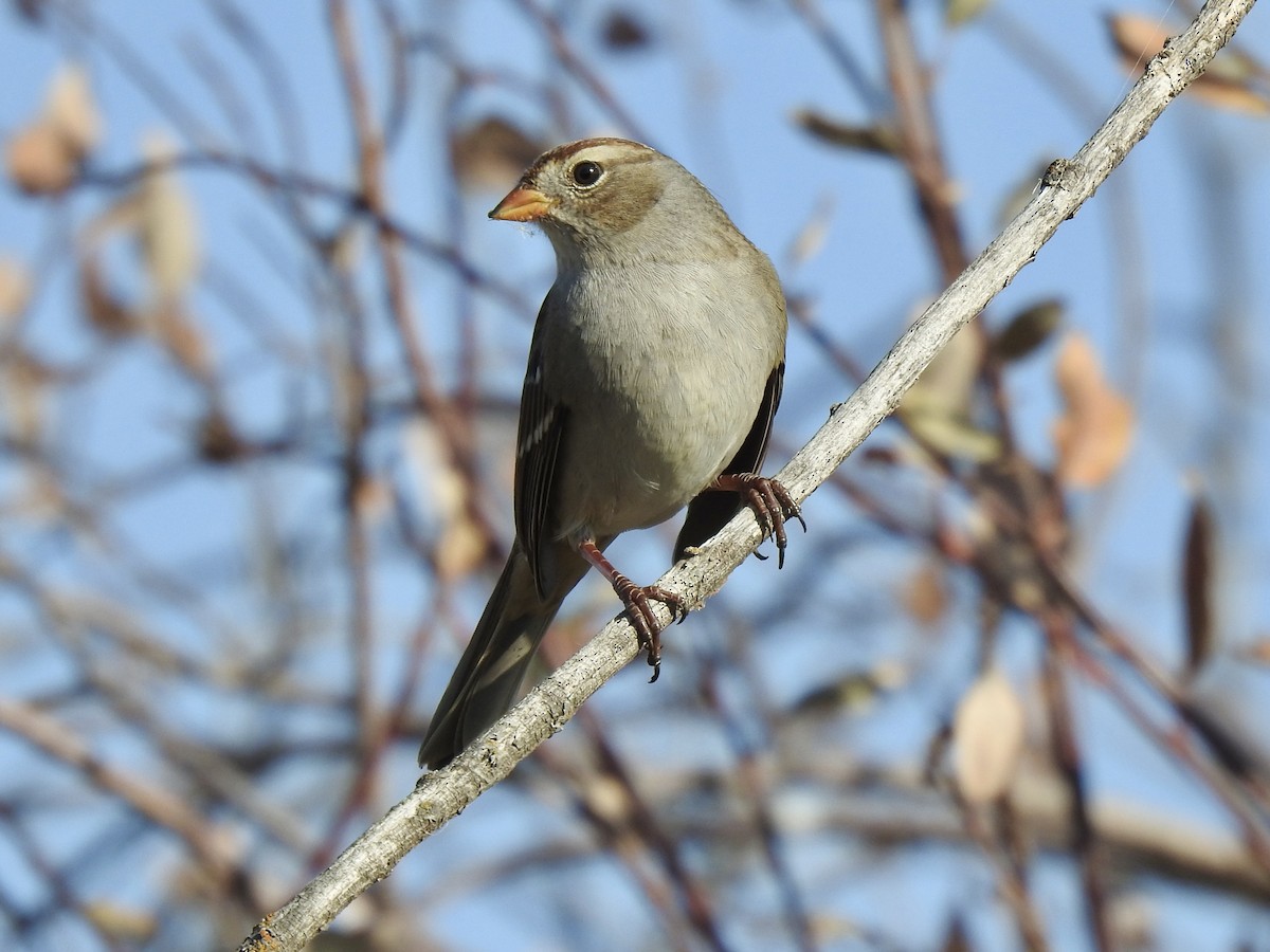 White-crowned Sparrow - ML492273911