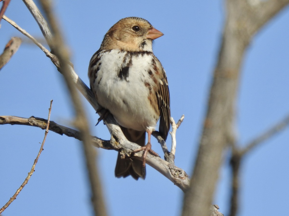 Harris's Sparrow - ML492274051