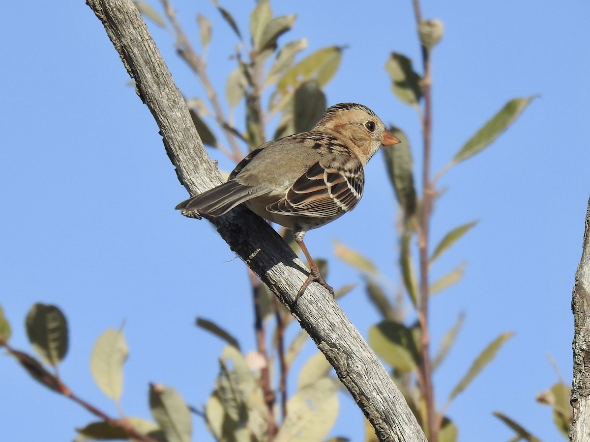 Harris's Sparrow - ML492274061