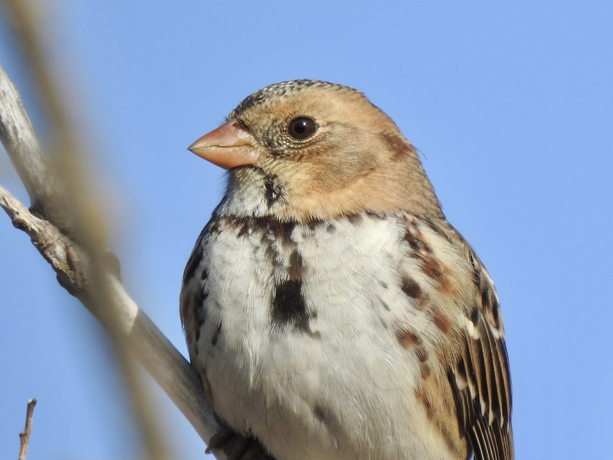 Harris's Sparrow - ML492274071
