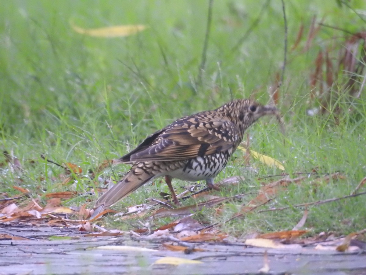 White's Thrush - ML492275141